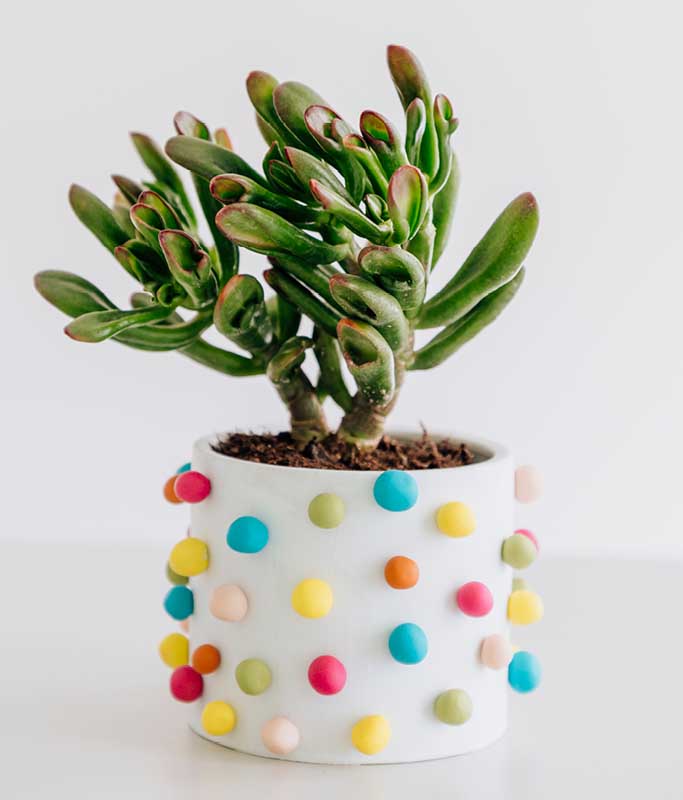 Weisser Blumentopf mit bunten FIMO-Punkten, bepflanzt mit einem Geldbaum.