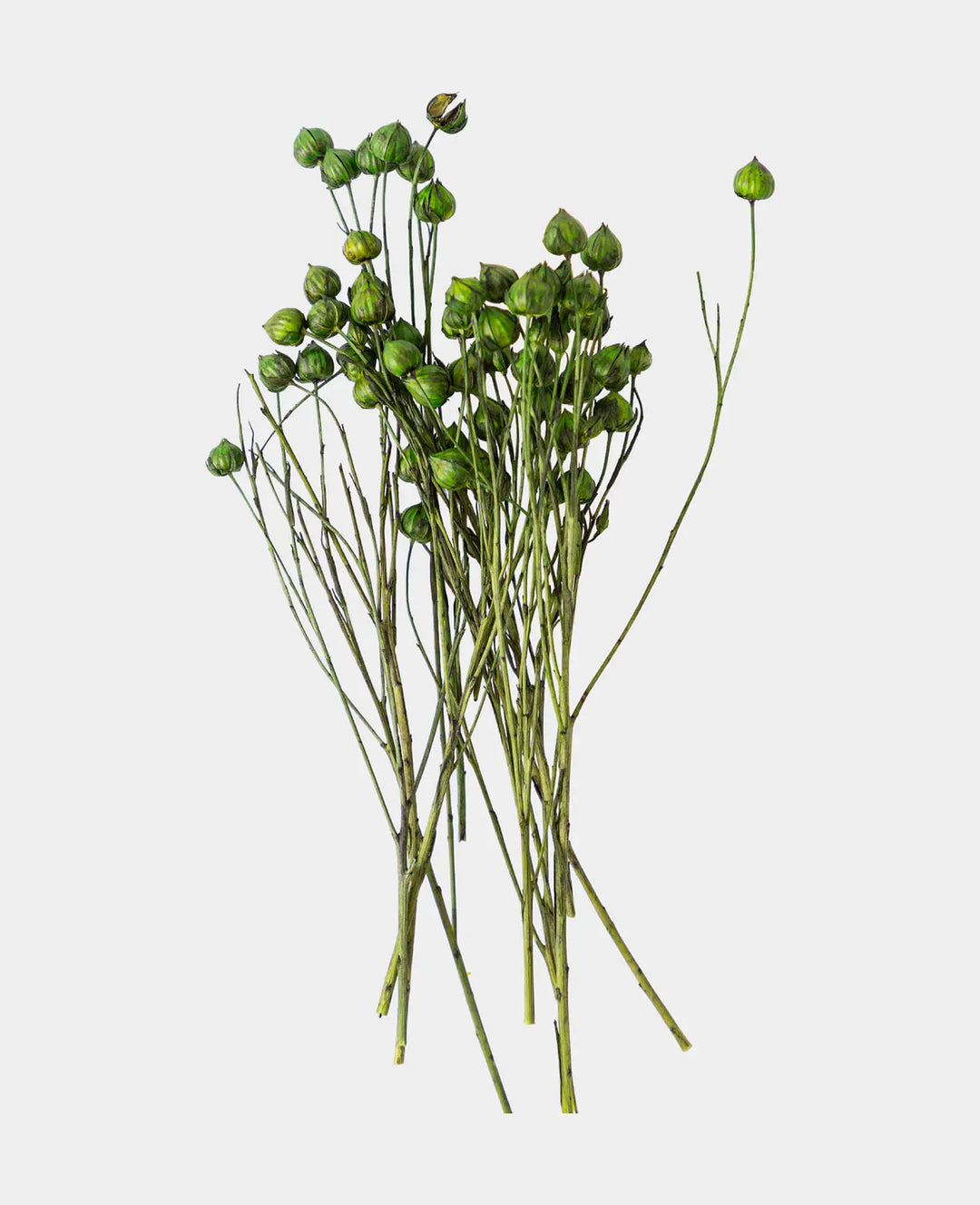 Lino Gras, Green, 3.2 g