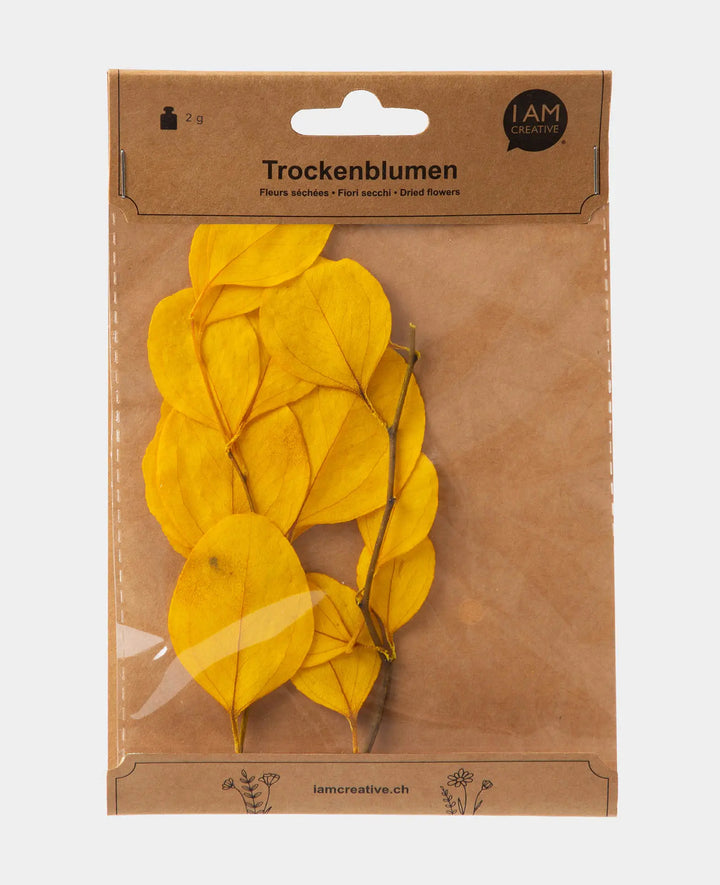Eucalyptus dried, Yellow, 2 g