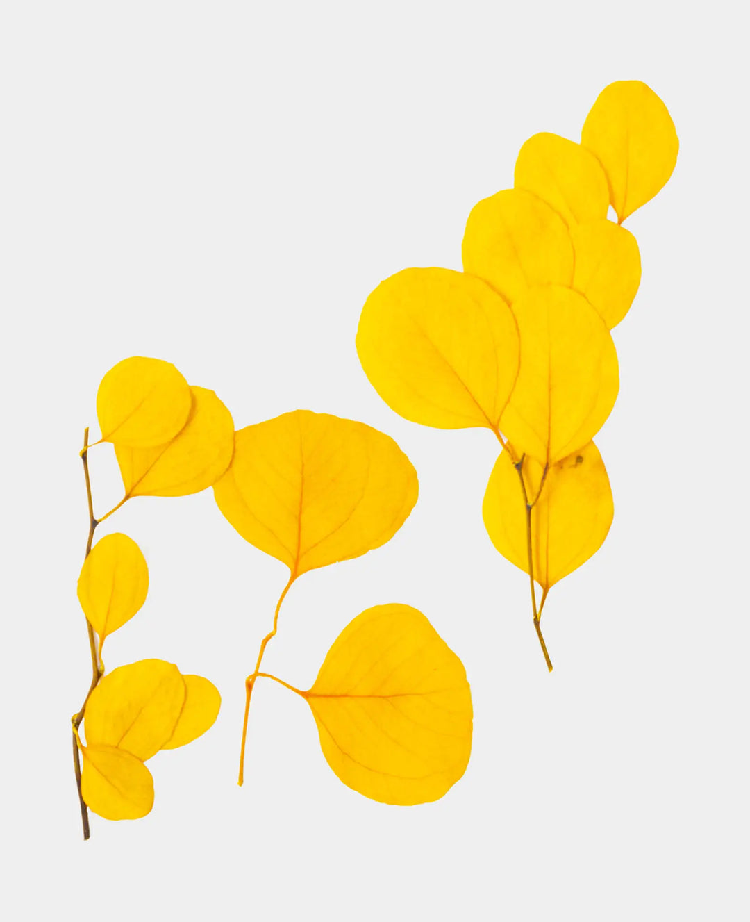 Eucalyptus dried, Yellow, 2 g