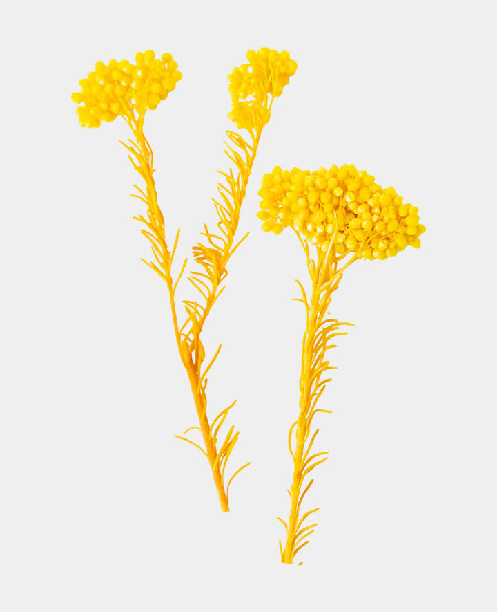 Helichrysum dried, Yellow, 1.5 g