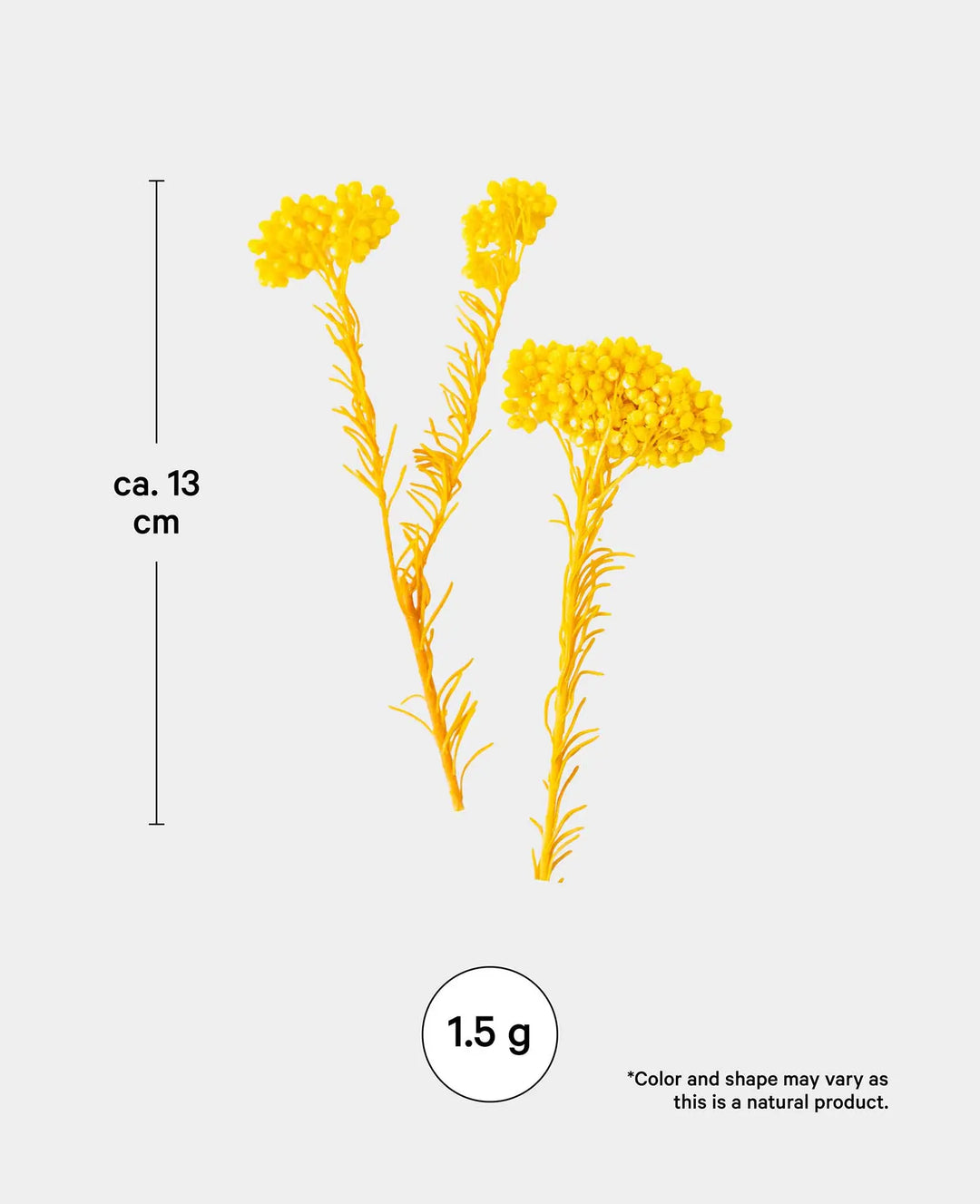 Helichrysum dried, Yellow, 1.5 g