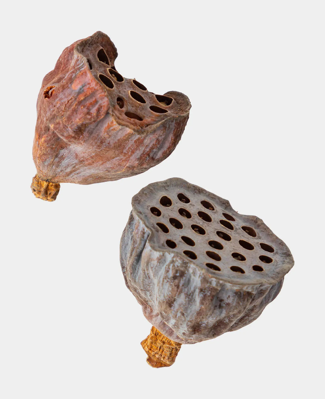 Dried Lotus Flowers, Natural Brown, 6 g