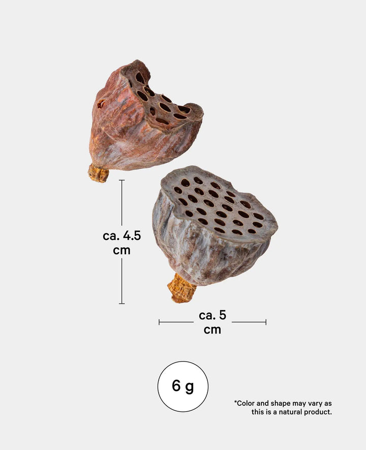 Dried Lotus Flowers, Natural Brown, 6 g