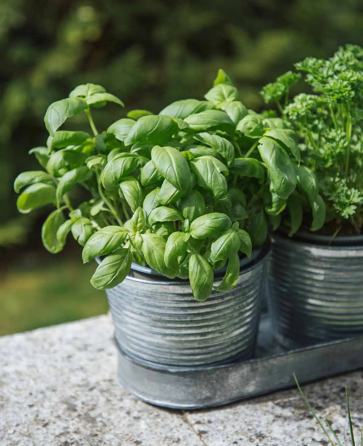 Lot de pots en fer-blanc, gris argenté, 40 x 12 cm, 1 lot de 3 pots