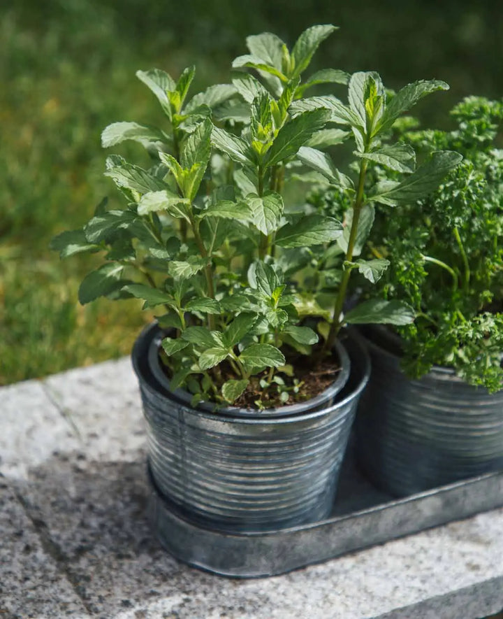 Lot de pots en fer-blanc, gris argenté, 40 x 12 cm, 1 lot de 3 pots