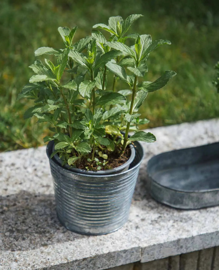 Lot de pots en fer-blanc, gris argenté, 40 x 12 cm, 1 lot de 3 pots