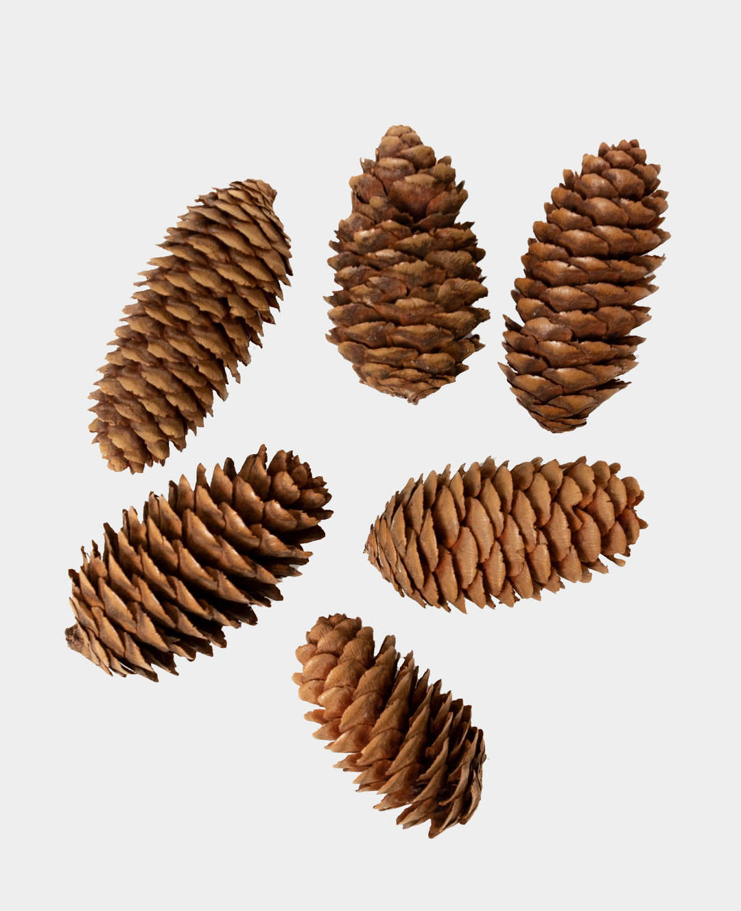 Tannenzapfen Set, Natur, ca. ø 22 x 50 mm, 6 Stk.